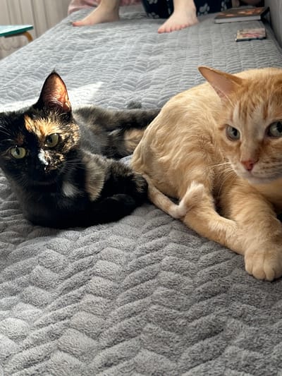 The image shows two cats lying on a gray textured blanket. The cat in the foreground is a tortoiseshell cat with black, orange, and brown markings, lying on its back with its paws in the air. Its eyes are wide open and looking at the camera. The second cat, an orange tabby, is lying partially behind the tortoiseshell cat. It is looking up and to the side with its paws crossed. Both cats appear relaxed.

The setting is indoors, on a bed with a gray, textured blanket. Sunlight is streaming in from the side, creating shadows and highlights on the cats and the blanket. The time of day appears to be daytime due to the bright sunlight. There are no visible people or objects that provide further context about the location. The overall mood is peaceful and domestic.