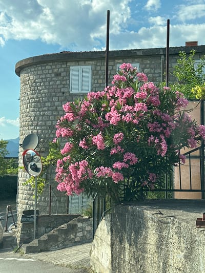 The image captures an outdoor scene in Blizikuće, Montenegro, featuring a building constructed of stone blocks. A lush pink oleander bush is in full bloom, positioned in front of the building and obscuring parts of it. Two windows with white louvered shutters are visible on the stone structure. Two dark poles stand in front of the building, partially obscured by the oleander.
In the foreground, a convex traffic mirror is mounted on a pole. The mirror reflects a portion of the street and possibly a car. A sign with text is visible below the mirror, oriented vertically. The sign appears to be green with white lettering and possibly includes an arrow pointing downwards. Some steps made of stone are also visible to the right of the oleander, leading upwards along the side of the building or a wall.
The sky is blue with scattered white clouds, suggesting it is daytime. The overall atmosphere is that of a warm, sunny day in a Mediterranean setting. The vegetation and stone architecture are characteristic of a coastal or hillside village. No people are clearly visible in the image. The focus is on the natural beauty of the blooming flowers, the traditional building materials, and the practical elements of the street environment. The visible text on the sign likely indicates a direction to a "RESTAURANT" based on the partial letters and common signage.