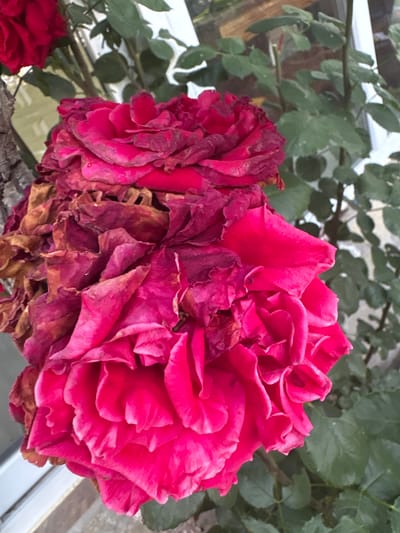 The image shows a close-up of a cluster of red roses, some of which are wilting and browning at the edges. The roses are in full bloom, with many layers of petals. The background is a blur of green leaves and a hint of a white structure, possibly a building. The lighting suggests it is daytime. The location in the city of Kableshkovo, Bulgaria is not explicitly depicted in the image, but the scene suggests an outdoor garden setting.