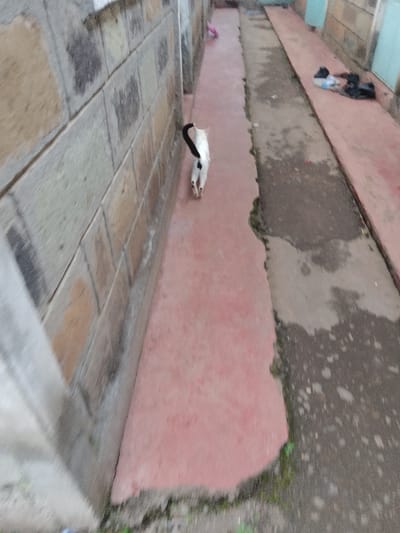 The scene, situated in Njoro ward, Kenya, depicts a narrow outdoor pathway between two structures. A domestic cat, predominantly white with a distinct black tail and black spots on its hind legs, is observed walking away from the camera on a reddish-brown concrete path. This path runs parallel to a wall constructed of light-colored, rectangular masonry units, exhibiting minor discoloration. To the right of the concrete path, a darker, uneven unpaved ground surface is present, separated by a narrow strip of soil with sparse green vegetation. Further down the unpaved section on the right, several dark, crumpled objects consistent with discarded plastic bags are visible. In the background, on the right side of the alley, a light blue architectural element, possibly a door frame, is discernible. The lighting is diffused, indicating an overcast condition or a shaded area.