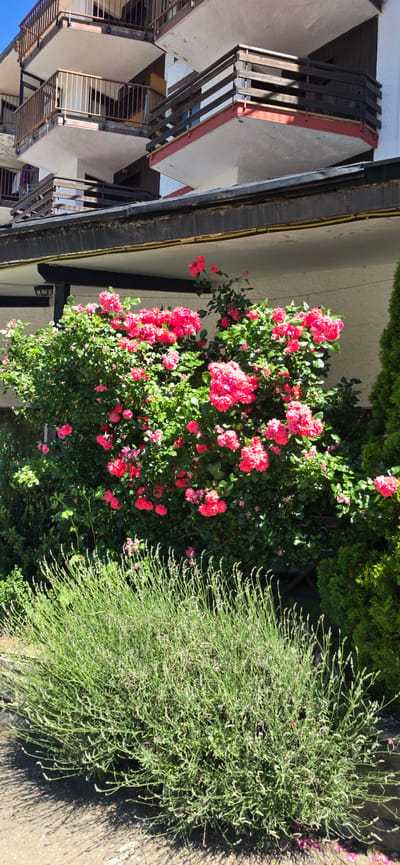 The image shows a building with multiple balconies in Sallent de Gállego, Spain, partially obscured by lush green foliage and vibrant pink roses. In the foreground, a dense bush of lavender or a similar herb is visible, casting a distinct shadow on the ground. The building features balconies with wooden railings and white-colored walls, suggesting it is likely an apartment building or hotel. The overall scene depicts a bright, sunny day with the flowers in full bloom, creating a picturesque setting.