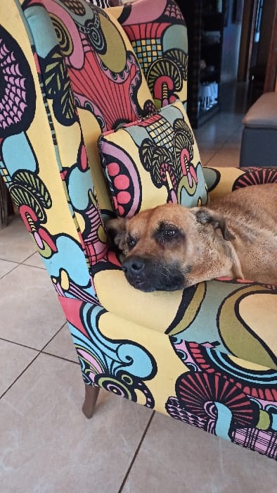An indoor scene in Kigali City, Rwanda, depicts a tan and brown, short-haired dog lying on a vibrant, multi-colored upholstered armchair. The dog's head is resting on the chair's left armrest, facing slightly towards the left of the frame. Its eyes are partially open. The armchair features an abstract, curvilinear pattern in shades of yellow, red, pink, light blue, teal, olive green, and black. A matching small square decorative pillow is positioned against the chair's backrest. The foreground shows light-colored square floor tiles with visible grout lines. The background is blurred, revealing dark shelving or furniture containing various items, and a portion of another light-colored upholstered object. No people are visible.