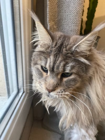 This image, taken in Les Molières, France, depicts an adult Maine Coon cat in an indoor setting. The cat, exhibiting a silver or blue tabby pattern with prominent cream or tan tones on its muzzle and chin, occupies the central and right portions of the frame. Its long, dense fur, large pointed ears with distinct lynx tips, and numerous long white whiskers are clearly visible. The cat's eyes are green with dark pupils, directed downwards and slightly to the left. The left side of the image features a white window frame, suggesting the cat is positioned adjacent to or looking out of a window. In the background, to the right of the cat, a textured grey object, possibly a scratching post or heavy curtain, is visible, with a green vertical plant, likely a cactus, partially obscured behind it. No other individuals or specific actions beyond the cat's posture are discernable.