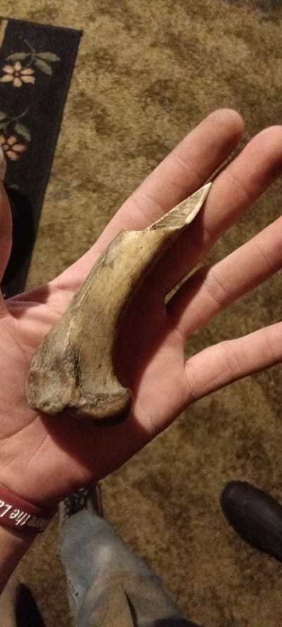 A person's hand is holding a bone fragment with a broken tip. The bone is cream colored and appears weathered. The background includes a section of dark rug with floral patterns and a tan carpet. Part of a shoe and a red wristband are also visible on the person's wrist. The location is indoors. It is impossible to determine the location in the city of Clarksville, United States.