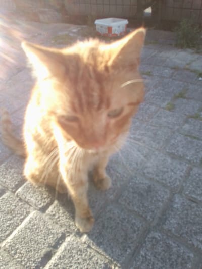 An out-of-focus, sun-drenched ginger cat sits on a paved surface in what appears to be a residential outdoor area. The cat is predominantly in the center of the frame, facing slightly downwards and to the right. Its fur is a warm orange with tabby markings visible, though blurred. Sunlight flares across the image, particularly on the left side, highlighting the cat's ear and body. In the background, a white and red plastic container is visible, along with hints of foliage and a fence. The paving stones are grey and textured. This scene is located in Beylikdüzü, Turkey.