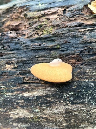A close-up, medium shot captures a light-brown, shelf-like fungus growing on the side of a decaying tree trunk. The left portion of the trunk is heavily textured and features a mix of light-brown and dark-gray tones, with holes and depressions visible in the wood. The fungus itself is smooth and rounded, with a slight indentation where it connects to the trunk. The right portion of the trunk is primarily dark gray and black, with patches of lichen growing on its surface. The environment suggests a humid, wooded area, potentially located in Puerto Almanza, Argentina. No people are visible in the scene.