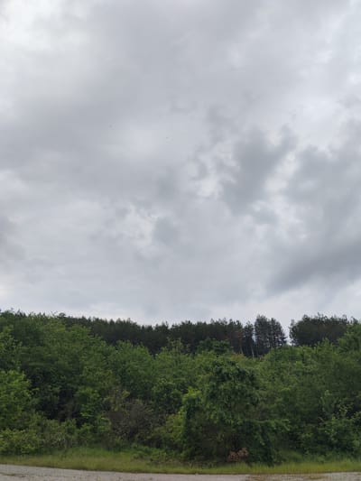 The image shows an outdoor scene in Skravena, Bulgaria. A thick forest of green trees and shrubs covers the lower portion of the frame. Behind these are a dense line of taller, darker trees forming a horizon line. The sky occupies the upper portion of the image, filled with a blanket of grey, overcast clouds. No people or animals are visible. The foreground is composed of a patch of dry grass and dirt.