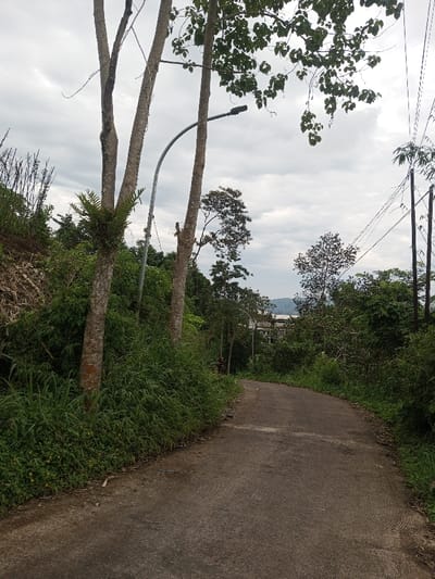 The image displays a narrow, curving concrete or unpaved road in the city of Hasanparthy mandal, India, viewed under an overcast sky. The road recedes into the distance, curving towards the right. On the left, a densely vegetated slope rises, featuring several tall, slender tree trunks, one with a fern growing from its side. A grey, curved street light pole with a dark fixture is positioned above the road, between two of the prominent tree trunks. The right side of the road is also bordered by dense green vegetation, with utility poles and power lines visible further right. In the background, beyond the foliage, a building with a light-colored roof is partially visible, with faint outlines of hills or mountains beneath the cloudy horizon. No people, vehicles, or animals are present, and no active interactions are depicted.