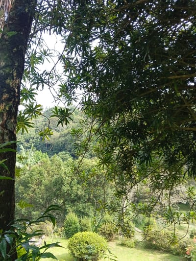 The image presents a verdant, outdoor scene in Masulog, Philippines. The foreground features the trunk of a large tree on the left, partially obscured by its own and other foliage, including broad green leaves and branches that drape down from the top and right sides of the frame. Through these leaves, a clear view of a mid-ground area is visible, comprising a manicured lawn with several round, dense green shrubs and scattered smaller plants. Beyond this landscaped section, a dense, multi-layered forest canopy extends, forming a natural barrier. In the background, a series of heavily forested hills or mountains rise under a bright, possibly overcast, sky. No individuals, animals, or man-made structures are discernible within the frame. The lighting indicates daylight, with no harsh shadows present.