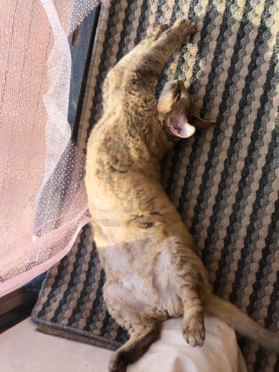 In Saraktash, Russia, a light brown cat with curly fur is lying on its back on a striped rug. The cat is stretched out, with its front paws extended upwards and its head tilted back. The rug has alternating stripes of dark gray and beige. To the left of the cat is a sheer pink fabric, possibly a curtain or decorative element. The scene appears to be indoors, possibly on a balcony or near a window, as evidenced by the sunlight casting shadows. The cat is the sole subject in the image, and its relaxed posture suggests it is resting or sleeping.