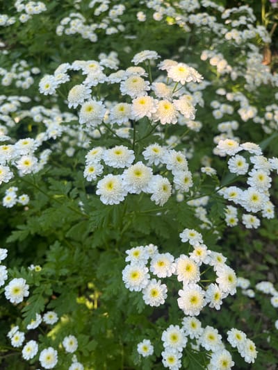 The image shows a dense cluster of white flowers with yellow centers, resembling feverfew or chamomile, in a garden setting. The flowers are in various stages of bloom, with many appearing fully open and others still developing. The petals are numerous and appear to be layered. The foliage is a deep green, with finely cut leaves. The background is out of focus, suggesting a natural or garden environment. Sunlight is dappling through the foliage, creating highlights and shadows. The overall impression is one of abundant, natural growth. The image is taken from a slightly elevated perspective looking down on the flowers. There are no people or animals visible in the image. The location is identified as Lisove, Ukraine.
