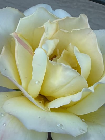 The image is a close-up, high-angle shot of a pale yellow rose with dew drops on its petals. The background is a blurred, neutral gray surface. The rose petals are soft and layered, with some showing delicate pinkish undertones. There are no people or discernible objects other than the rose and water droplets. The scene is likely outdoors, given the dew. There is no indication of Aespa, Estonia within the image.