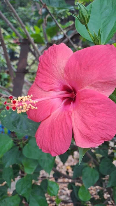A close-up, vertical shot captures a vibrant pink hibiscus flower in full bloom. The delicate petals, tinged with a deeper pink towards the center, are gently unfurled, revealing the flower's stamen with its yellow pollen-laden anthers and red stigma. A green bud sits near the top right of the frame. The background is a soft blur of green leaves and branches, suggesting an outdoor garden setting. The image was taken in Lhokawe Teungoh, Indonesia.