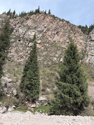 The image depicts a steep, rocky mountainside in Grigor'yevka, Kyrgyzstan. The rock face is layered and fractured, with sparse vegetation clinging to the slopes. Several tall evergreen trees are visible, adding patches of green to the predominantly brown and grey landscape. The ground near the base of the mountain is covered with loose rocks and gravel. The sky is partially visible, appearing pale blue or grey.