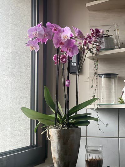 An indoor scene in Ittenheim, France, features a large orchid plant positioned on a windowsill. The orchid displays numerous light purple-pink blossoms on multiple stems, with some darker magenta and white-spotted flowers also present. The plant is supported by black stakes and has visible green leaves and aerial roots, contained within a textured, light brown-grey tapered pot. A small purple tag with "BO" printed on it is attached to one of the orchid stems.
To the left, a dark-framed window reveals a textured, light-colored exterior wall. To the right of the orchid, a light-colored wall is visible, on which a black digital device displays "21°C" and "12:34". Above and to the right of the orchid, two light-toned wooden shelves are mounted. The upper shelf holds a small clear glass vase with a decorative branch and a rectangular light grey container with a small green plant. The lower shelf supports a tall, clear glass jar with a black lid, and a string of hearts plant (Ceropegia woodii) trails downwards from this shelf. Below the lower shelf, white square tiles are visible on the wall. On the surface below the tiled wall, a smaller clear glass jar containing numerous dark brown, thin stick-like objects is present, with a partial view of a white decorative object to its right.