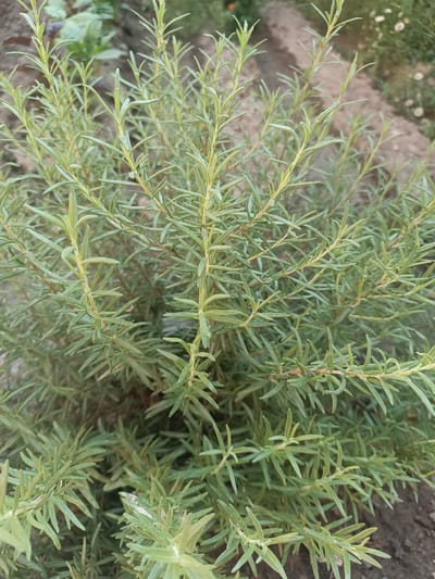 The image displays a close-up view of a rosemary plant in an outdoor setting. The plant has numerous thin, needle-like green leaves growing densely on woody stems. The background is slightly blurred, showing hints of soil and some other vegetation, including small white flowers in the distance. There is no indication of human presence or any specific landmarks identifying its location in Uchqo'rg'on, Uzbekistan. The lighting suggests it is daytime, with natural light illuminating the plant.