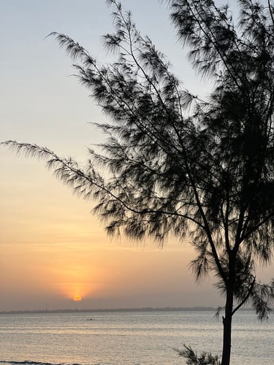 A serene landscape showcases the silhouette of a pine tree against a backdrop of the sea and sunset. The sun, positioned near the horizon, casts a warm, golden glow on the water and sky. The pine branches frame the scene, their delicate needles contrasting with the smoothness of the water and the gradient of the sky. The image evokes a sense of tranquility and natural beauty.