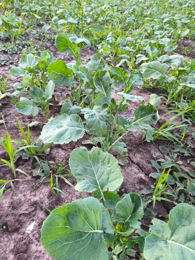 The image displays a close-up view of a field of young broccoli plants in Dolzhikovo, Russia. The plants are in rows, with dark, dry soil visible between them. Green leaves, some with minor damage, dominate the foreground and midground. Several weeds are interspersed among the broccoli. The sky is not visible, and the lighting suggests it might be early morning or late afternoon. There are no people or animals present in the image.