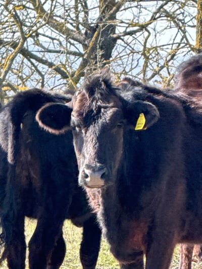 The scene, situated in the city of Zdravets, Bulgaria, captures three dark-furred bovines in an outdoor, pastoral setting under natural illumination. A prominent bovine, characterized by its dark, shaggy coat and a light-colored muzzle, occupies the central foreground, directly facing the observer. A bright yellow identification tag is affixed to its right ear. Immediately to its left, partially obscured, is the left side and hindquarters of a second, similarly dark-coated bovine. A third bovine's hindquarters are partially visible on the far right edge of the frame. The animals stand on ground covered with sparse, dried, and green vegetation. The background consists of a dense arrangement of bare, gnarled tree branches, likely deciduous, exhibiting visible lichen or moss growth, set against a bright, possibly overcast, sky.