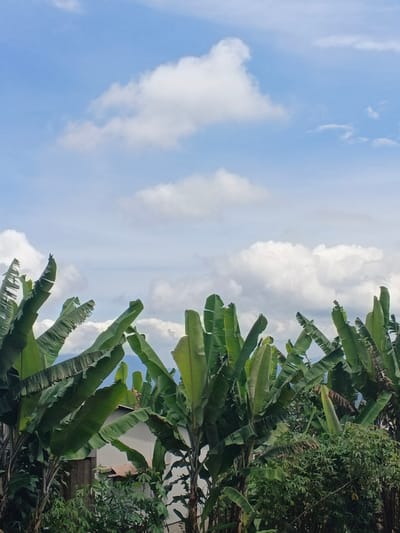 The image captures an outdoor scene within the city of Đăk La, Vietnam, primarily featuring a sky and dense tropical vegetation. The upper approximately two-thirds of the frame consists of a light blue sky populated by numerous white cumulus clouds, varying in size and density. The lower portion of the frame is dominated by the large, broad green leaves of multiple banana plants, some of which exhibit minor fraying along their edges. Interspersed among the banana foliage, particularly in the lower left, a section of a light-colored building with a dark, sloped roof is visible. Additional dense, dark green shrubbery and smaller plants are present beneath the banana plants in the foreground. No individuals, actions, or interactions are visible.