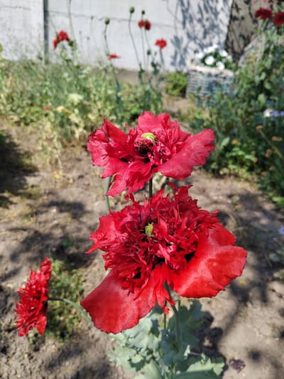 A close-up shot focuses on two vibrant red, double-petaled poppies with ruffled edges, positioned in the foreground of a garden. The poppies are in bloom, with their intricate petals unfurling under a bright, sunny sky. A third, smaller poppy of the same variety is visible in the lower left corner, also in bloom. The background is softly blurred, revealing a patchy ground with scattered shadows, green foliage, and a concrete wall in the distance. The scene is set in a garden, likely outdoors, with the natural light creating dappled patterns on the ground. There are no people or animals present in the image. The overall impression is of a peaceful, sunlit garden showcasing the beauty of these striking red flowers. The location is identified as Bila Krynytsia, Ukraine.