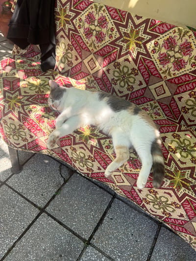 A calico cat is sleeping on a patterned outdoor sofa in Orizovo, Bulgaria. The cat is curled on its side, with its paws tucked in and its eyes closed. The sofa has a red, yellow, and green geometric pattern. Behind the sofa, a black garment hangs down. The scene is lit by sunlight, casting shadows on the sofa and the tiled ground. The tiled ground is made of grey concrete squares with small white pebbles.