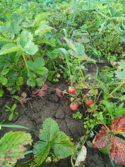 The image depicts a patch of strawberry plants growing in dark, cracked soil, likely in a garden or agricultural setting. A green net is visible at the top, possibly for protection. The strawberry plants exhibit signs of disease or stress, with many leaves showing brown and reddish spots, and some leaves are withered and brown. Several ripe, red strawberries are visible on the plants. Small green weeds are growing amongst the strawberry plants. The scene appears to be outdoors, with natural lighting. The location is stated to be the city of Talitsa, Russia.