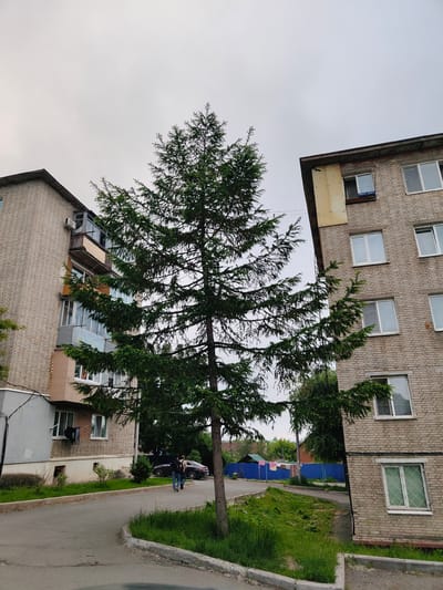 A tall evergreen tree stands prominently in the center of the frame, its branches spread wide. It is flanked by two brick apartment buildings, one on the left and another on the right, with a cloudy sky overhead. The building on the left has several balconies and windows, with laundry hanging from one of them. The building on the right also features numerous windows. In the foreground, a paved road curves through the scene, bordered by grassy areas. Two people are walking on the road, heading towards the right. In the background, a blue fence is visible, and clothes are drying on a line behind it. The overall atmosphere suggests an overcast day in a residential area, possibly in a moderately urban or suburban setting in Trudovoye, Russia. There is no visible text in the image.