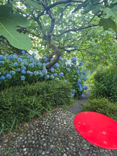 An outdoor scene in Orselina, Switzerland, features a garden path leading through lush greenery. In the foreground, a vibrant red, oval-shaped table is partially visible, supported by a dark, wrought-iron base. The table is situated on a cobblestone pathway, which is partially obscured by a dense, green hedge to its left.
Beyond the hedge, a profusion of blue hydrangeas blooms abundantly, forming a vibrant wall of color. These hydrangeas are nestled beneath the branches of a large tree, its leaves and intricate branches creating a canopy overhead. The tree's trunk is visible, appearing gnarled and mature.
The garden path continues into the background, flanked by more verdant foliage. In the distance, hints of buildings and a body of water can be seen, suggesting the presence of a town or village beyond the immediate garden setting. The overall impression is one of a serene, well-tended garden, offering a tranquil outdoor space.