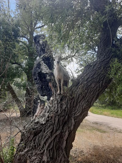 A light-colored goat is perched precariously on a thick, gnarled tree trunk that appears to be charred in places. The goat is facing left, with its head tilted slightly upwards and its body angled against the rough bark. Its fur is a pale, uniform color, and it seems to be balancing itself with ease. The tree itself is large and imposing, with deeply furrowed bark and branches that spread out, some covered in green leaves, others bare. Sunlight filters through the leaves, creating dappled patterns on the scene. In the background, a dirt path winds through dry, grassy terrain, with more greenery on the left side, suggesting an outdoor, rural setting. The sky above is visible through the canopy, a bright blue with hints of clouds. The overall impression is one of a surprisingly agile animal in a somewhat wild and untamed environment. The time of day appears to be daytime, likely with pleasant weather, given the sunlight. There is no visible text in the image.