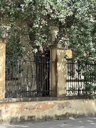 A daytime shot in Portoferraio, Italy, captures a weathered building facade partially obscured by dense, leafy tree branches. The tree's foliage, a mix of bright green and silver-green leaves, dominates the left and central parts of the frame, with sunlight casting distinct shadows of the leaves onto the building walls and an adjacent paved surface on the right.

The building's walls are covered in aged, light yellow or ochre-colored stucco, which shows significant signs of decay with large areas of paint peeling and flaking, revealing darker, textured layers beneath. Two sections of ornate black wrought iron grille work are visible, likely covering windows or openings. The upper grille features decorative scrolls and horizontal bars. The lower grille also incorporates scrollwork and horizontal bars, and centrally within its design, an elongated oval shape contains stylized, repetitive letter-like elements that appear to read "CCCJJJ" or similar, forming a decorative motif.

To the right of the building, a light gray paved surface, possibly a road or sidewalk, is visible, also bearing the dappled shadows of the tree. The scene conveys a sense of enduring architecture intertwined with vigorous nature under bright, sunny weather. There are no people or discernible activities taking place.