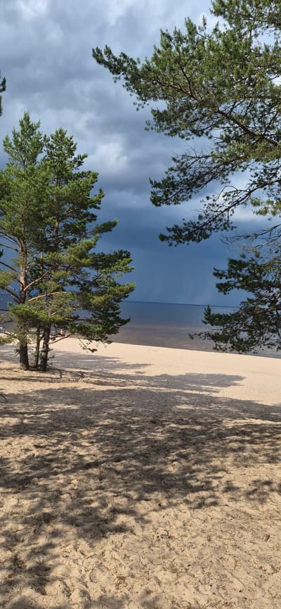 The image depicts a sandy beach scene in Motornoe, Russia, characterized by a dramatic sky and framed by pine trees. In the foreground, light-colored sand is visible, patterned with dappled shadows cast by the trees overhead. To the left, two pine trees with green needles stand prominently, their trunks appearing weathered. The middle ground features a stretch of sandy beach leading to the calm, dark water of a large body of water, likely a lake or gulf, stretching to the horizon. The background is dominated by a heavy, dark cloud formation in the sky, suggesting impending rain or a storm. The overall impression is a serene yet moody natural landscape.