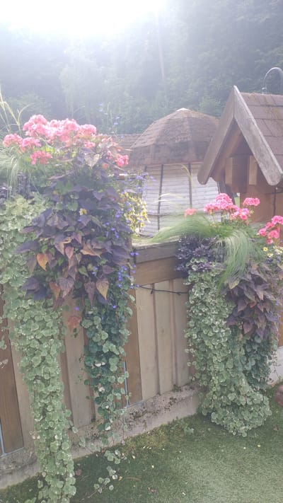 The image shows a close-up of hanging plants with pink and purple flowers against a wooden fence. In the background, there are two thatched-roof structures, one round and one triangular, possibly part of a garden or rural dwelling. The overall setting appears to be outdoors, with greenery and a lawn visible. The scene is illuminated by bright, diffused light, suggesting it might be a sunny day with some atmospheric haze or mist. There are no people or animals visible in the image. The style of the structures and the lush vegetation suggest a garden setting in a rural or semi-rural area.