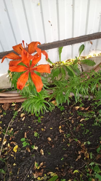 The image shows an outdoor scene with an orange lily flower in the foreground. The flower has six prominent petals with dark spots. Behind the lily, there are green leaves and a patch of dark soil with scattered fallen leaves. In the background, a corrugated metal wall is visible, with a rusty metal bar running horizontally across it. There are no people or animals present in the image. The scene appears to be in a garden or yard.