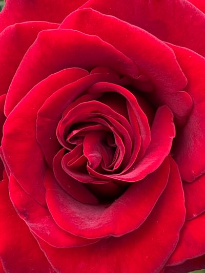 The image is a close-up, overhead view of a red rose. The petals are tightly furled towards the center, creating a spiral pattern. The lighting is even, highlighting the velvety texture of the petals and the deep red color. There are no people, animals, or other objects visible in the image. The background is not discernible. There is no information in the image to indicate its location in Izobilnyy, Russia.