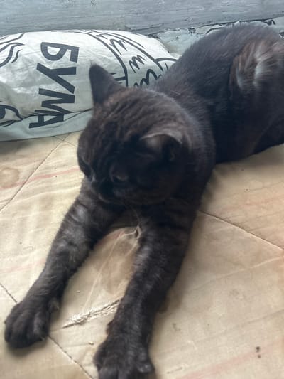 In a room in Appany, Russia, a dark-furred cat is lying down with its front paws extended on a beige, quilted surface. The cat appears to be stretching. Behind the cat, a white pillow with black graphic designs and Cyrillic lettering is visible, leaning against a white, textured wall. The overall scene suggests a domestic setting.