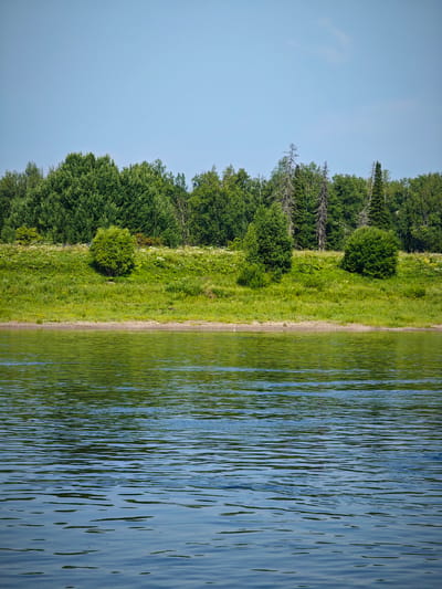 The image depicts a wide river in Novonazimovo, Russia, under a clear blue sky. The foreground is dominated by the rippling surface of the water, reflecting the green foliage of the distant bank. The middle ground features a grassy embankment, dotted with white wildflowers and a few scattered bushes and trees. A dense line of various trees, including deciduous and coniferous species, forms the backdrop, separating the embankment from the sky. The scene is natural and tranquil, with no people or specific structures visible. The overall impression is one of a serene summer day by the water.