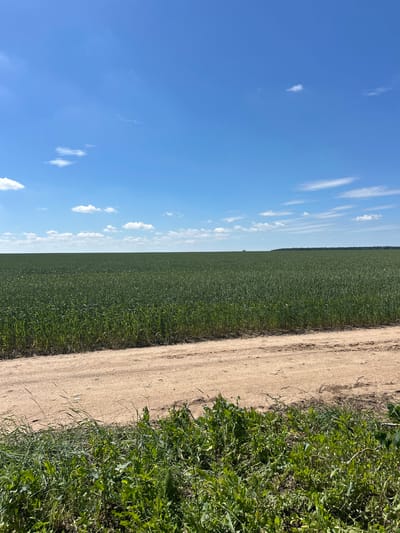 A wide, low-angle shot captures a vast, green field of crops under a bright blue sky dotted with scattered white clouds. A dirt road runs horizontally across the foreground, separating the viewer from the field. The road is a light tan color, with visible tire tracks and scattered small stones. The crops, appearing dense and uniform, stretch to the horizon, where they meet a distant line of trees. The foreground along the edge of the dirt road is overgrown with various green weeds and grass. The scene is static and appears to be a rural landscape in or near Гудзевіцкі сельскі Савет, Belarus.