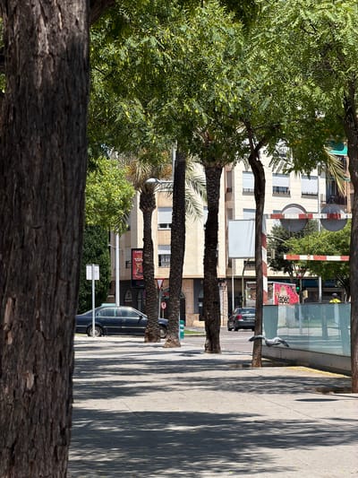 The image depicts a sunlit urban scene in Castelló de la Plana, Spain, likely on a street lined with trees and buildings. In the foreground, a large tree trunk with rough bark occupies the left side of the frame. Beyond this, a paved sidewalk is visible, dappled with sunlight and shadow cast by overhead foliage. Several palm trees and deciduous trees line the street. In the background, a multi-story building with white-shuttered windows stands behind the trees.
A dark-colored sedan is parked on the street. Further along, a railway crossing barrier with red and white stripes is partially visible, suggesting the proximity of train tracks. A traffic light displaying a green signal is also present. A glass barrier runs along the edge of the sidewalk, and a bird in flight is captured mid-air in front of it. Advertisements are displayed on the building facades. The overall impression is a typical city street scene during the day.