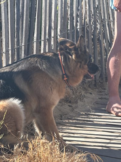 A German Shepherd dog is standing on a wooden boardwalk next to a weathered wooden fence. The dog is wearing an orange and black collar and appears to be panting with its tongue out. The background consists of the fence, sand, and dried grass. A person's bare leg and foot are visible on the right side of the image, standing on the boardwalk. The lighting suggests it is a sunny day. The scene is likely a beach or a coastal area, possibly in Le Lavandou, France, given the visual characteristics often associated with the Mediterranean coast.