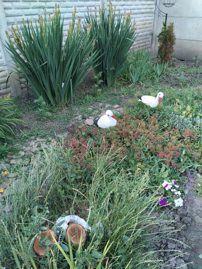 In a garden setting in Lopashchyne, Ukraine, two decorative white storks with orange beaks are positioned amidst various plants and foliage. One stork stands slightly behind and to the right of the other. The garden features tall, green, grass-like plants with dried seed heads, as well as smaller leafy plants with reddish-brown clusters of flowers. In the foreground, a patch of tall, thin green grass partially obscures the view of two wooden log rounds and what appears to be white plastic sheeting. Further to the right, a cluster of purple and white petunias blooms. In the background, a light-colored brick wall and a grey concrete structure are visible, with a small, conical evergreen tree situated between them. The lighting suggests it is daytime. There is no visible text in the image.