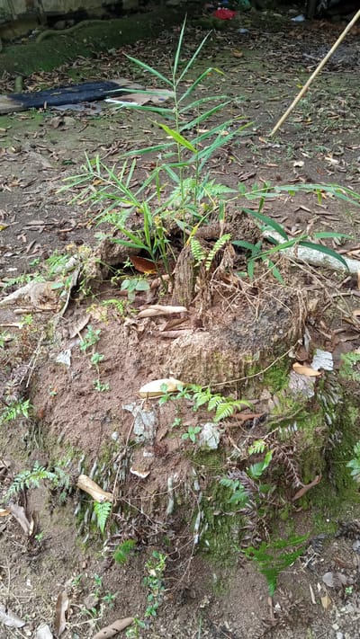 The image shows a close-up, eye-level view of a tree stump with a young bamboo plant growing from its center. The stump is surrounded by loose soil, fallen leaves, and moss-covered bark. Several small ferns and other green plants are growing around the base of the stump, with visible roots emerging from the soil. The background is out of focus but appears to be a natural, outdoor environment with more foliage and debris on the ground. There are no people or animals visible in the image. The scene is located in the city of Meunasahuket, Indonesia, as indicated by the context provided.