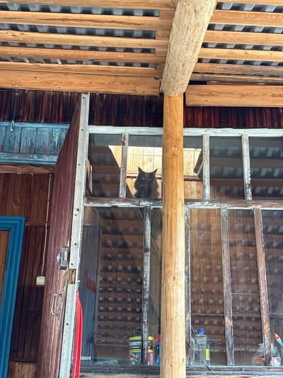 In Zheleznodorozhnyi, Russia, a black cat with distinct markings is positioned behind a large, multi-paned window frame. The cat is looking out from what appears to be a rustic, wooden structure, possibly a veranda or shed, with a weathered, wooden exterior. The window itself is divided into multiple sections by wooden mullions, some of which are peeling paint. Through the glass, the interior of the structure can be seen, revealing wooden walls and flooring. A large, rough-hewn wooden beam runs diagonally across the scene, intersecting the window frame and supporting a wooden roof structure with visible corrugated metal sheeting beneath. To the left of the window, a weathered wooden door is ajar, revealing a glimpse of blue paint on its frame. Various objects are visible on the ground or shelves within the structure behind the window, including bottles, cans, and plastic bags. The lighting suggests it is daytime, with sunlight filtering through the windows and illuminating the wooden elements of the structure.