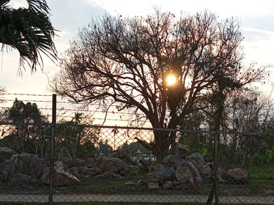 The image depicts a sunset scene behind a bare-branched tree, viewed through a chain-link fence in Blang Mee, Indonesia. The sun, partially obscured by the tree's branches, casts a bright glow, creating a silhouette effect of the tree and surrounding vegetation. In the foreground, large rocks are piled behind the fence, with sparse green grass growing in patches. Further back, a dense arrangement of trees and foliage forms a natural backdrop. The sky is a mix of pale blue and warm sunset hues, with wispy clouds.