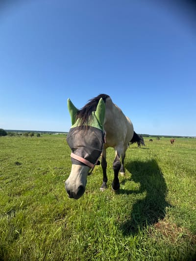 In a sunlit, open field under a clear blue sky, a light-colored horse stands facing the camera. The horse is wearing a black fly mask with green ear coverings and a pink strap. The field is covered in lush green grass, with several other horses visible in the background grazing in the distance. The landscape extends to a tree line and rolling hills in the far distance. The scene depicts a peaceful rural setting.