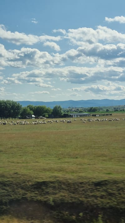 The image depicts a rural landscape under a sky filled with white, puffy clouds against a clear blue background. In the mid-ground, a flock of sheep grazes in a field. Several buildings, possibly farm structures, are visible among scattered trees in the distance. The foreground consists of a grassy field with a blurred effect, suggesting movement. The overall scene is tranquil and pastoral, characteristic of the Romanian countryside. This image could be taken in the vicinity of Rădăuți, Romania, a town known for its agricultural surroundings.