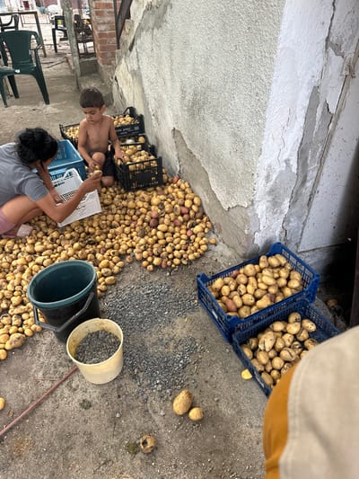 In the village of Mlekarevo, Bulgaria, a scene unfolds of potato harvest activity. The ground, a mixture of concrete and gravel, is covered with a large quantity of freshly dug potatoes. A young boy, shirtless and wearing dark shorts, sits among black crates overflowing with potatoes, his hands engaged in sorting. Beside him, a woman, partially visible from the chest up, wearing a grey t-shirt and pink shorts, is also working with the potatoes, holding a white crate. Several blue and black plastic crates are filled with potatoes, stacked near a weathered concrete wall. To the left of the main potato pile, a large dark green bucket and a smaller off-white bucket, the latter containing grey gravel, are positioned on the ground. In the background, two green plastic chairs and parts of a rustic structure are visible. The overall environment suggests an outdoor preparation area for harvested produce.