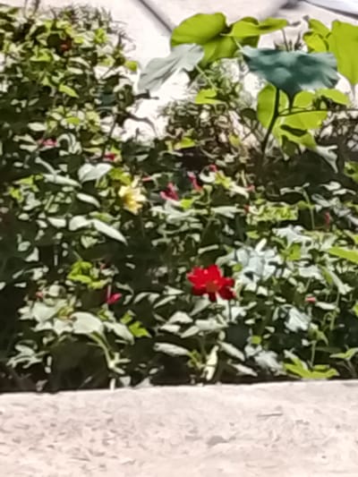A close-up, slightly blurry shot focuses on a rose bush with vibrant red blooms. The bush is lush and green, with a variety of leaves and smaller buds scattered throughout. The foreground is dominated by a textured, light-colored surface, possibly concrete or stone. The background is a darker, out-of-focus mix of green foliage and some lighter elements, suggesting a natural or garden setting. The image does not provide any discernible information to link it to the city of Kümüş-Aziz, Kyrgyzstan.