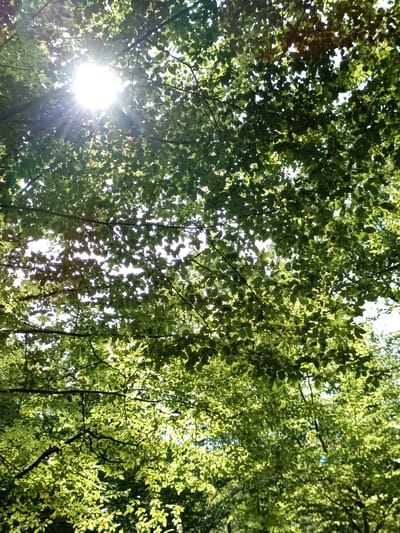 The image is a low-angle shot looking up through the dense green foliage of trees. Sunlight filters through the leaves, creating bright spots and dappled patterns. In the upper left quadrant of the image, the sun is visible as a bright, blown-out area with visible lens flare and sunburst rays extending outwards. The leaves are various shades of green, with some appearing brighter and more translucent where the light passes through them. Darker branches and twigs are also visible, forming a canopy. The overall impression is one of being immersed in a lush, sun-dappled forest or park. The location in Évreux, France, would suggest this is likely a public park or a wooded area within the city. There are no people or discernible objects other than the natural elements of trees, leaves, and sunlight.