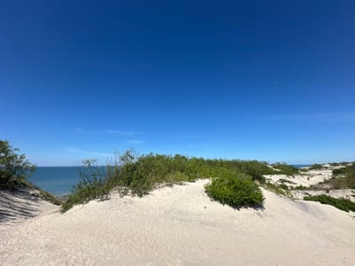 A wide-angle, eye-level shot captures a sandy dune landscape under a clear, bright blue sky. The foreground is dominated by a large, gently sloping sand dune with subtle footprints and textured patterns from wind and sand movement. Green vegetation, including bushes and scattered trees, grows along the crest and slopes of the dunes.
In the mid-ground, the landscape recedes to reveal more dunes interspersed with patches of greenery. A body of water, likely the sea, is visible in the distance, appearing calm and a deep blue-green. The horizon line where the sky meets the water is sharp and clear. The overall environment suggests a coastal dune area.
There are no people or animals visible in the scene. The lighting indicates it is daytime, with the sun casting soft shadows on the sand. The image is likely taken in Lesnoy, Russia, given the context provided.